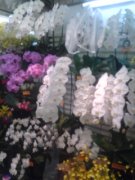 「フラワーショップ　サワザキ」　（東京都板橋区）の花屋店舗写真3